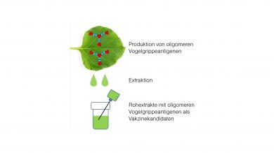 Produktion von oligomeren Vogelgrippeantigenen