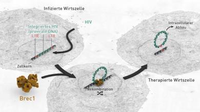 „Wirkweise der HIV-spezifischen Rekombinase Brec1. HIV integriert seine provirale DNA in das menschliche Erbgut. Brec1 rekombiniert die viralen LTR-Bereiche und entfernt dadurch die HIV-Gene, welche in der Zelle abgebaut werden.