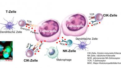 CIK-Tumor-Interaktion