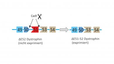 Dystrophin ∆52 lacks exon 52, which prohibits its expression as a protein. Additional excision of exon 51 restores the reading frame and expression of an internally truncated Dystrophin protein ∆51-52.