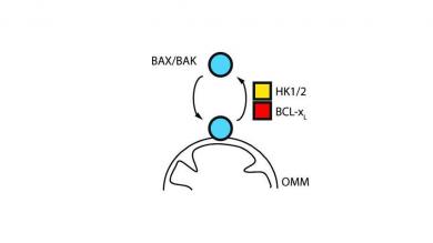 Die proapoptotischen BCL-2-Proteine BAX oder BAK (blue) binden an die äußere Mitochondrienmembran (outer mitochondrial membrane (OMM)) humaner Zellen. 