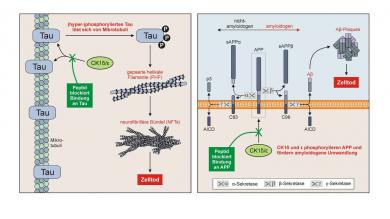 Mithilfe spezifischer Peptide kann die Bindung der Enzyme CK1δ und CK1ε an das Tau- und/oder Amyloid-Vorläuferprotein blockiert werden und charakteristische Schäden durch Ablagerung von Tau- und Beta-Amyloid-Protein werden verringert.