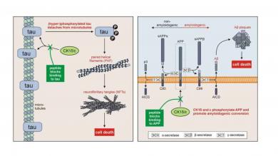 By using specific peptides binding of the enzymes CK1δ and CK1ε to tau and/or the amyloid precursor protein can be blocked and characteristic damage caused by aggregation of tau and amyloid-beta can be reduced.