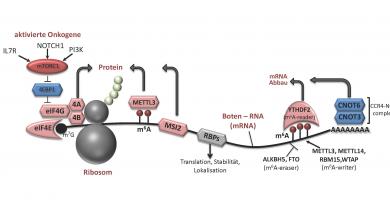 Role of RNA-binding proteins (RBP) in the translation and stability of mRNAs. 