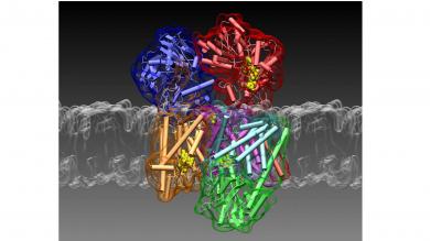 Three-dimensional Structure of the Na+ -Pump NQR