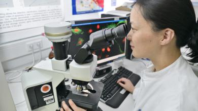 EKFB Stipendiatin Dr. med. Gun-Soo Hong bei der fluoreszenzmikroskopischen Analyse von Immunzellen, welche im Rahmen von postoperativen Verwachsungen im Bauchraum eine entscheidende Rolle in der Immunantwort übernehmen.