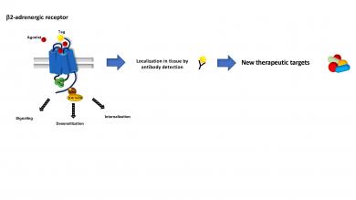 Agonist-dependent activation of the tagged 2-adrenergic receptor. The regulation of the receptor can be analyzed by anti-tag antibody.
