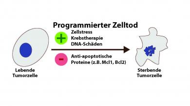 Schema zur Entfernung von Tumorzellen durch den programmierten Zelltod (Apoptose) und einiger Faktoren, die dies beeinflussen können. 