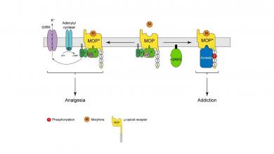 GRK5 plays a crucial role in the development of dependence and addiction after Morphine treatment. 