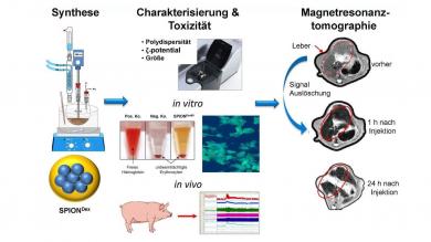 SPIONDEX Eisenoxid Nanopartikel werden bei SEON synthetisiert und danach intensiv charakterisiert und toxikologisch, sowohl in vitro als auch in vivo, getestet. Sie sollen anschließend als Kontrastmittel in der Magnetresonanz-Tomographie eingesetzt werden