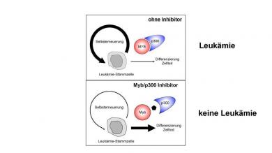 Schema zum möglichen therapeutischen Einsatz von MYB Inhibitoren