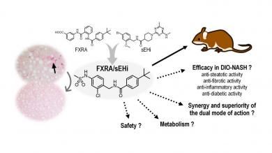 The dual farnesoid X receptor and soluble epoxide hydrolase modulator (FXRA/sEHi) was designed by rational pharmacophore fusion and is currently evaluated for (synergistic) efficacy and improved safety in preclinical studies.