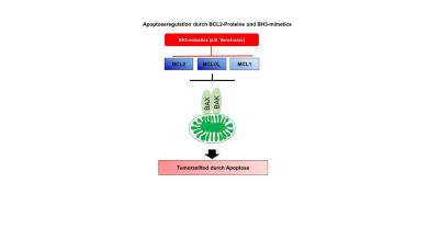 Apoptoseregulation durch BH3-mimetics
