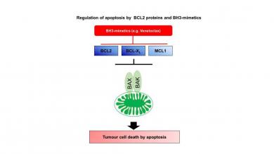 Regulation of apoptosis by BCL2 proteins and BH3-mimetics
