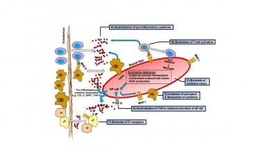 Übersicht über die entzündlichen Mechanismen der Muskeldystrophie Duchenne und die günstigen Effekte von Immunglobulin G auf die Pathologie der Erkrankung
