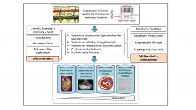 Bedeutung des Redox-Haushaltes bei hypertropher Kardiomyopathie