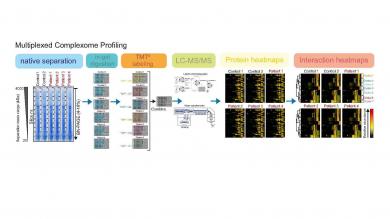 Multiplexed complexome profiling