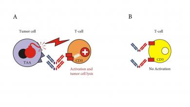 BsAb directed to PSMA and CD3 recruit T cells against tumor cells (A). To avoid “off target” activation and thus side effects (B), expression of the selected target antigen should be restricted to tumor cells.