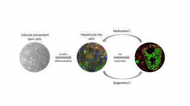 Image: Institut für Stammzellforschung und Regenerative Medizin