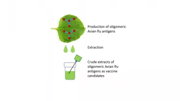 Production of oligomeric Avian flu antigens in leaves of Nicotiana benthamiana