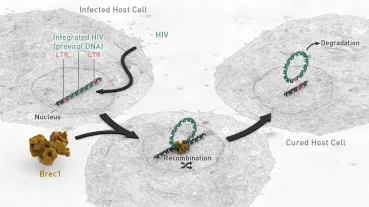 Mode of action of the HIV-1-specific recombinase Brec1. The viral genes (proviral DNA) are integrated into the host cell genome. Brec1 recombines the viral LTR sequences, and as a consequence, the viral genes are excised and degraded.