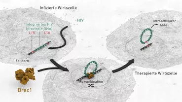 „Wirkweise der HIV-spezifischen Rekombinase Brec1. HIV integriert seine provirale DNA in das menschliche Erbgut. Brec1 rekombiniert die viralen LTR-Bereiche und entfernt dadurch die HIV-Gene, welche in der Zelle abgebaut werden.