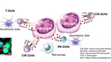 CIK-Tumor-Interaction