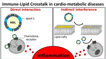 Overview of research focus. The direct and indirect crosstalk between HDL and chemokines/chemokine-receptors