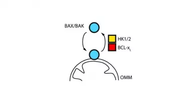 The pro-apoptotic BCL-2 proteins BAX or BAK (blue) associate with the outer mitochondrial membrane (OMM) of human cells. 