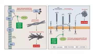 By using specific peptides binding of the enzymes CK1δ and CK1ε to tau and/or the amyloid precursor protein can be blocked and characteristic damage caused by aggregation of tau and amyloid-beta can be reduced.