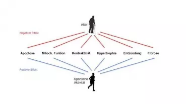 Pathological effects during cardiac aging and exercise-induced protective effects influence similar processes in the heart. 