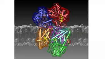 Three-dimensional Structure of the Na+ -Pump NQR
