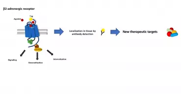 Agonist-dependent activation of the tagged 2-adrenergic receptor. The regulation of the receptor can be analyzed by anti-tag antibody.