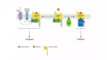 GRK5 plays a crucial role in the development of dependence and addiction after Morphine treatment. 