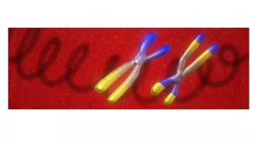 Structural variants can cause human disease by disrupting 3D genome organization. 