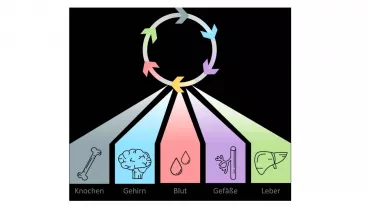 Else Kröner-Forschungskolleg AntiAge: Interdisziplinäre Zusammenarbeit in der Alternsforschung