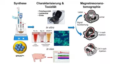 SPIONDEX Eisenoxid Nanopartikel werden bei SEON synthetisiert und danach intensiv charakterisiert und toxikologisch, sowohl in vitro als auch in vivo, getestet. Sie sollen anschließend als Kontrastmittel in der Magnetresonanz-Tomographie eingesetzt werden