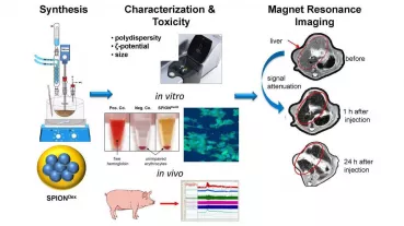 The SPIONDEX iron oxide oxide nanoparticles are synthesized at SEON and extensively characterized and tested toxicologically, both in vitro and in vivo. They will be used as contrast agents in magnetic resonance imaging. 