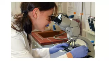 Clinician Scientist of the Else Kröner-Forschungskolleg „Targeted Therapies“ Frankfurt at work in the laboratory