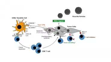 By mimicking a viral infection in tumor cells a specific immune response against the tumor is triggered.
