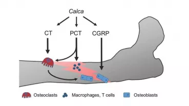Graphical overview of expected targets of Calca-derived peptides in the fracture callus.