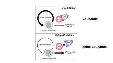 Schema zum möglichen therapeutischen Einsatz von MYB Inhibitoren