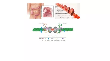 DIAPH2 als potentielles Tumorsuppressor-Protein in der Entwicklung und Metastasierung des Kolonkarzinoms. 