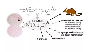 Der duale Farnesoid X Rezeptor/lösliche Epoxidhydrolase-Modulator (FXRA/sEHi) wurde durch rationale Pharmakophor-Kombination entwickelt und wird derzeit präklinisch auf (synergistische) Wirksamkeit und verbesserte Sicherheit geprüft.