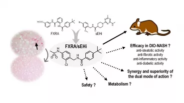 The dual farnesoid X receptor and soluble epoxide hydrolase modulator (FXRA/sEHi) was designed by rational pharmacophore fusion and is currently evaluated for (synergistic) efficacy and improved safety in preclinical studies.