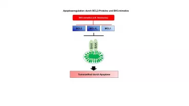 Apoptoseregulation durch BH3-mimetics