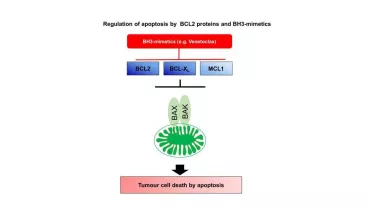 Regulation of apoptosis by BCL2 proteins and BH3-mimetics