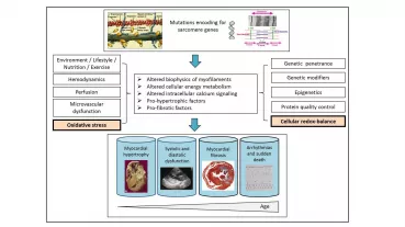 Redox-signaling in hypertrophic cardiomyopathy