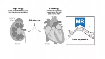 Cell type-specific impact of MR on gene expression in the heart