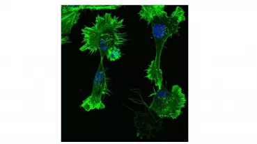 Role of atypical MAPKs in cell shape